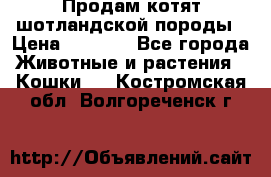 Продам котят шотландской породы › Цена ­ 2 000 - Все города Животные и растения » Кошки   . Костромская обл.,Волгореченск г.